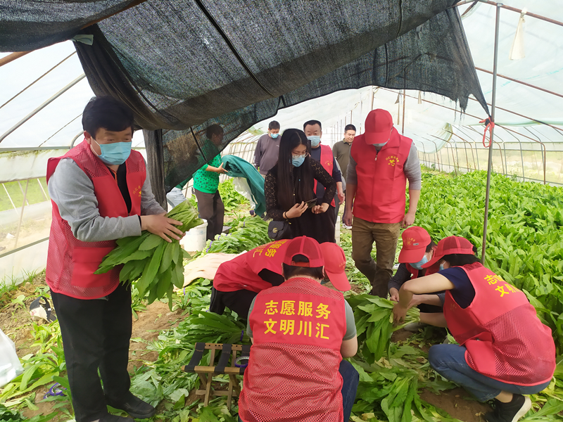 5月5日，川汇区供销合作社志愿服务队为居民采摘蔬菜_副本.png